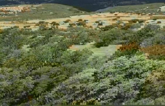 Finca Encinar de las Flores - Photo 19