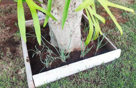 Linda Casa Bairro tranquilo prox Cataratas - Foto 43