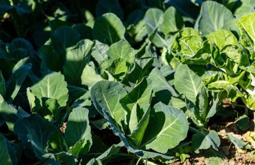 70's wood house - Foto 46