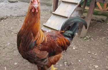 Welshhomestead - Foto 12