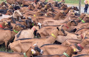 Edelweiss, Studio 5 pers, balcon sud est, vue sur les montagnes - Foto 70