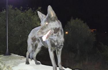 Tapada das Carvalhas - Foto 29