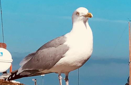 Landhaus Ankerplatz im Grünen, strandnah , fernab vom mainstream , ideal für Familien - Foto 43