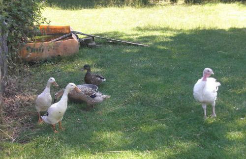 Ferienhof Heidemann - Foto 13