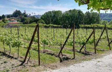 My Portugal for All - Lousada Villa - Foto 37