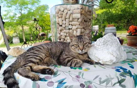 Agriturismo Podere Tegline - Foto 16