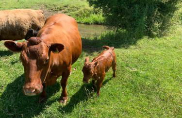 Hertford farm Woodland cabin pet friendly firepit bbq - Foto 42