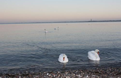 Öko Fewo Lachmöwe - Foto 26