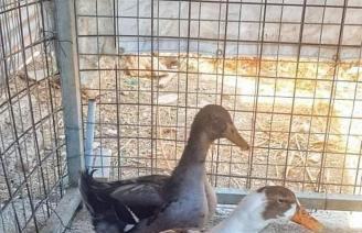 Secret Garden, a little paradise of tranquility. - Photo 28