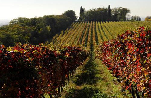 Musella Winery & Relais - Foto 142