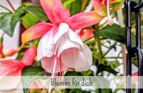 Uhlpartment - Romantisches Apartment im Zentrum - Foto 7