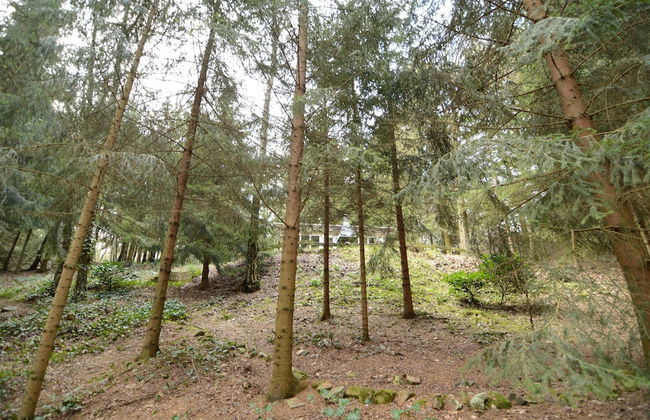 Forest Chalet in Lanklaar - Foto 21