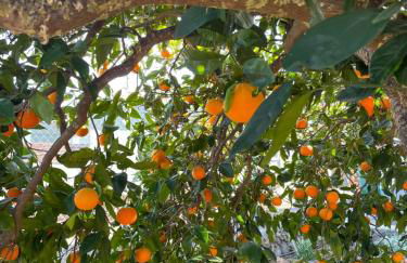 Pino Redondo - Foto 42