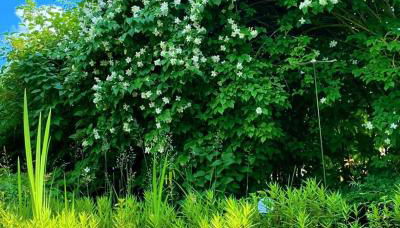 Gästehaus Natur - Foto 3, Garden, Garden view