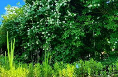 Gästehaus Natur - Foto 3