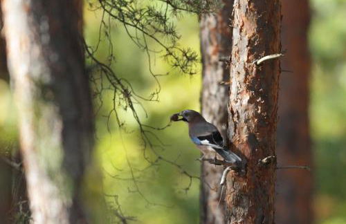 Amselgarten - Foto 9