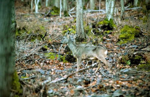 Encanto en el Moncayo - Photo 18
