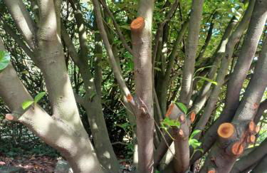 Il bosco sul Tevere Guest house - Foto 30