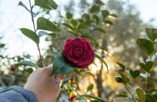 Casa da Eira "Lavoura da Bouça - Fruta Bio" - Foto 58