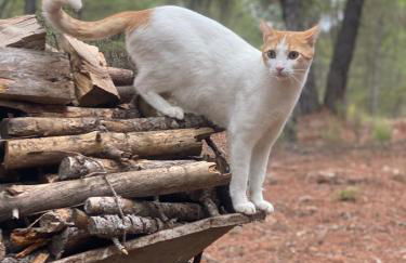 Villa Sanz - Foto 66