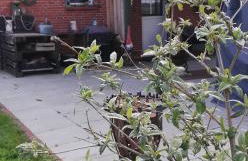 Landhaus Löwenzahn - Foto 32