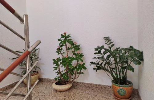 Apartmani Skejić - Foto 43