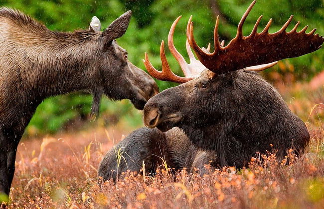 5 Person Holiday Home in Lammhult-by Traum - Foto 22