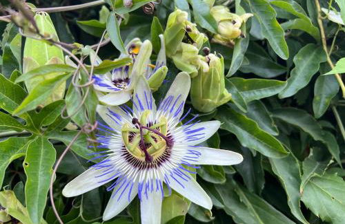 Casona La Teja en Ribadedeva - Foto 29