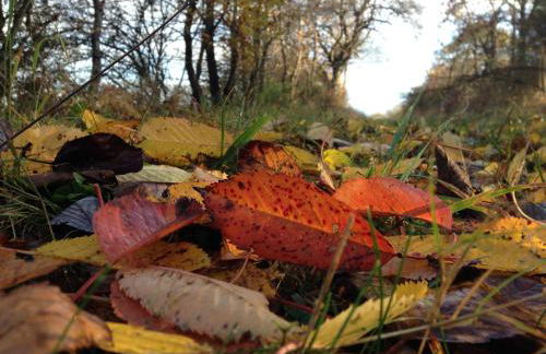 Fewo Vulkaneifel - Foto 37