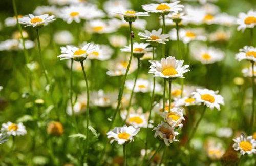 Lavender & Vine - Downtown Retreat with Hot Tub and Fire Pit! - Foto 13