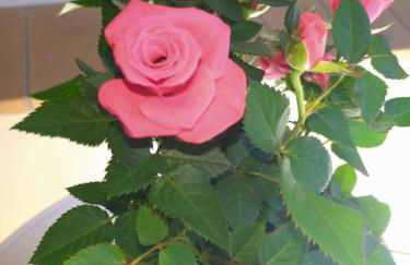 Fewo Schnuckenheide - Foto 12