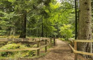 A Cozy Magical Retreat at Knightwood Oak, New Forest - Foto 27