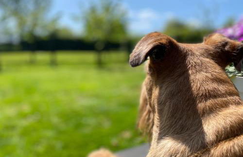 The Little Barn - Foto 76