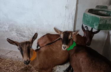 GÎTE "LES GRANGES D'ANTAN" - La FORGE - - Photo 14