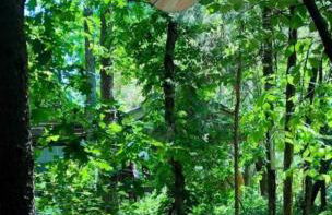 Enchanting Yurt Rental for a Romantic Getaway in North Carolina - Photo 22