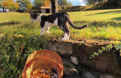 Masia Cap del Roc - Photo 48