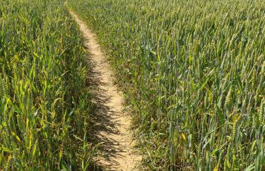 Złota Widokówka - Foto 34