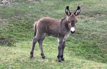 Spire View - New Forest Holiday Home - Photo 40