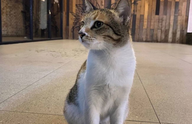 39F Smart Home Studio In Manila - Foto 41