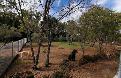 Aldea Vetonia Alojamientos con Encanto Parque de Mascotas-NO SE ACEPTAN EN JULIO Y AGOSTO- Varias zonas infantiles y deportivas "encuentranos y reserva para verano" - Foto 9