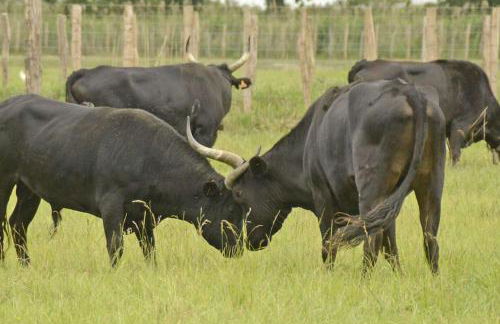 Mas de Cerier - Foto 17