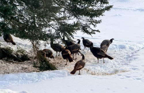 Paddler's Paradise Cabin with Direct Trail Access! - Foto 74