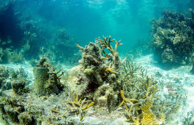 Das unerschrockenste Speedboat-Abenteuer in Cancun Schnorchel inklusive - Foto 13