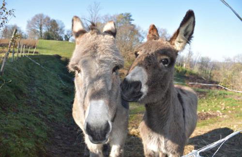Villa Gites Chambre d hôtes avec piscine Dordogne 2-4-6-8-10 personnes - Foto 3