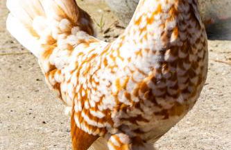 Meislahnhof Fehmarn - Foto 82