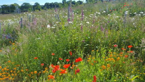 Wester Blackpark Farm - Foto 4