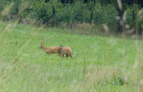 Haus Wald-Eck - Foto 21