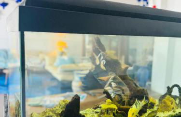 The Dreamer's Terrace - Foto 71