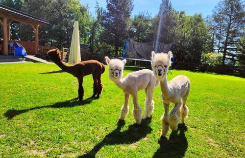 Agroturystyka Zagroda Alpaka - Foto 16