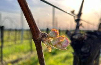 Am Storchennest - Foto 13